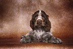 English Cocker Spaniel Puppy