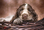 English Cocker Spaniel Puppy