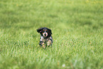 female English Cocker Spaniel