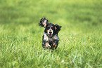 female English Cocker Spaniel