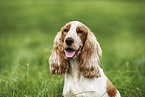 female English Cocker Spaniel