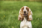 female English Cocker Spaniel