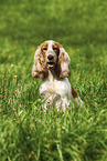 female English Cocker Spaniel