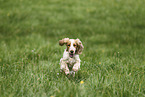 female English Cocker Spaniel