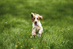 female English Cocker Spaniel