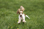 female English Cocker Spaniel