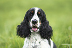 female English Cocker Spaniel