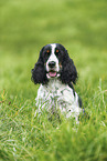 female English Cocker Spaniel