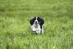 female English Cocker Spaniel