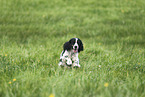 female English Cocker Spaniel