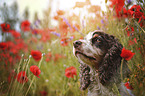 English Cocker Spaniel