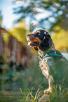 English Cocker Spaniel