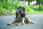 English Cocker Spaniel