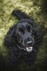 English Cocker Spaniel