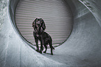 female English Cocker Spaniel