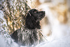 male English Cocker Spaniel