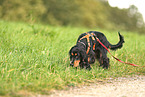 English Cocker Spaniel