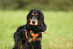 English Cocker Spaniel