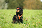 English Cocker Spaniel