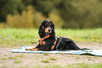 English Cocker Spaniel