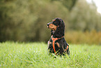 English Cocker Spaniel