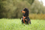 English Cocker Spaniel