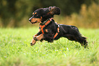 English Cocker Spaniel