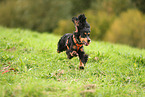 English Cocker Spaniel