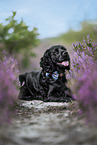 English Cocker Spaniel