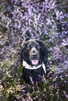 English Cocker Spaniel