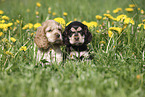 English Cocker Spaniel Puppy