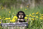 English Cocker Spaniel Puppy