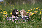 English Cocker Spaniel Puppy