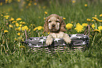 English Cocker Spaniel Puppy
