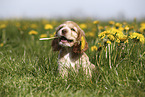 English Cocker Spaniel Puppy