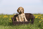 English Cocker Spaniel Puppy
