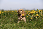 English Cocker Spaniel Puppy