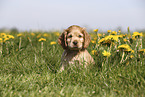 English Cocker Spaniel Puppy