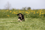English Cocker Spaniel Puppy