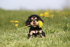 English Cocker Spaniel Puppy