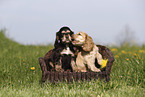 English Cocker Spaniel Puppy