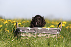 English Cocker Spaniel Puppy
