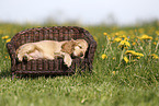 English Cocker Spaniel Puppy