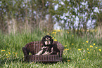 English Cocker Spaniel Puppy