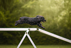 English Cocker Spaniel
