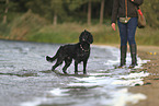 English Cocker Spaniel