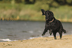 English Cocker Spaniel