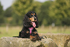 English Cocker Spaniel