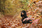 English Cocker Spaniel