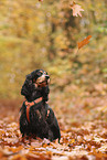 English Cocker Spaniel